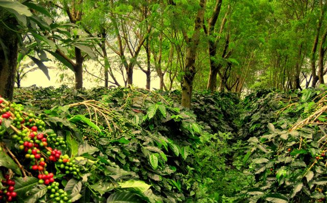 Potensi ekonomi unggulan desa